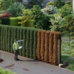 Gartenverbot für Thuja-Hecken: Immer mehr Gemeinden verschärfen Regeln und drohen mit Bußgeldern 2026